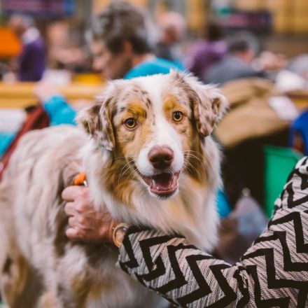 Enjoy a day of family fun at Derby Market Hall’s first ever dog show